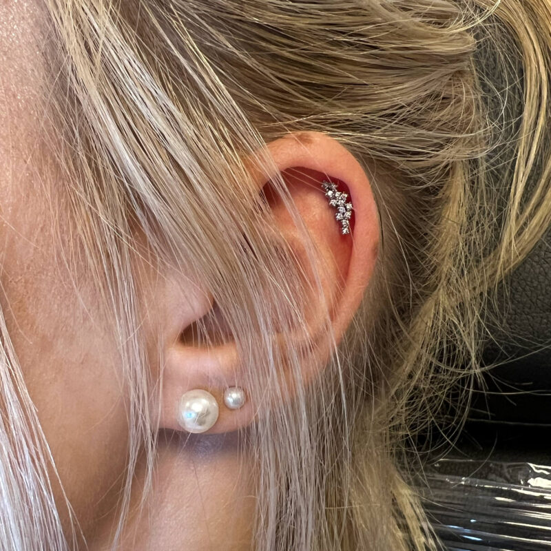 Helix augustus
